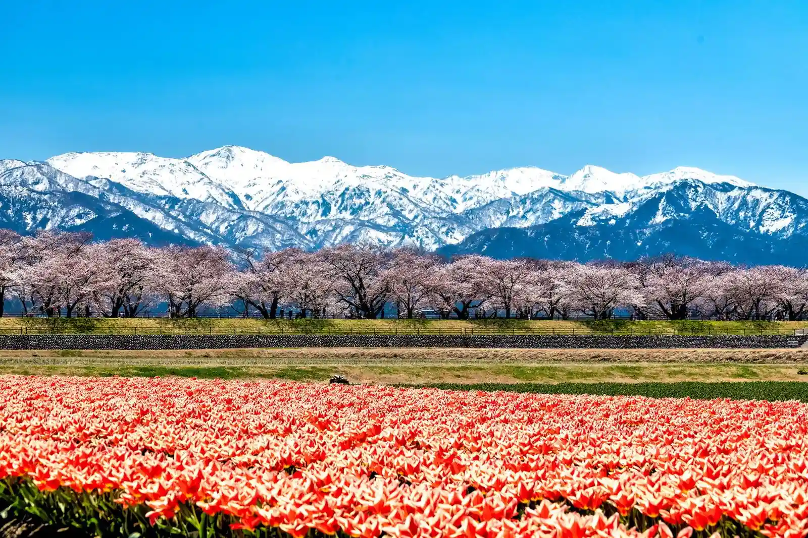 朝日町舟川べりの桜並木とチューリップ畑、残雪の山並み