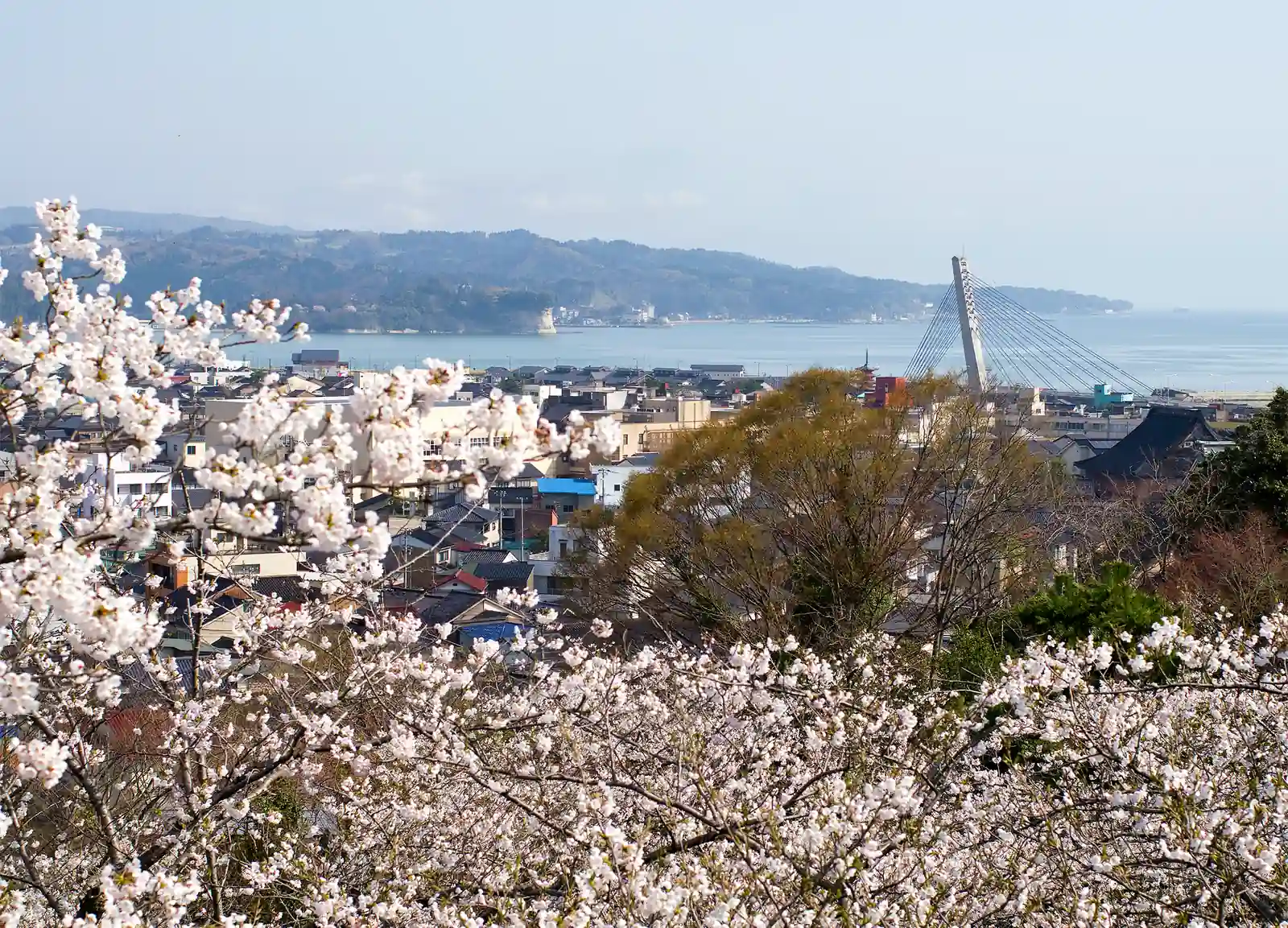 朝日山公園から桜越しに望む氷見市街と富山湾