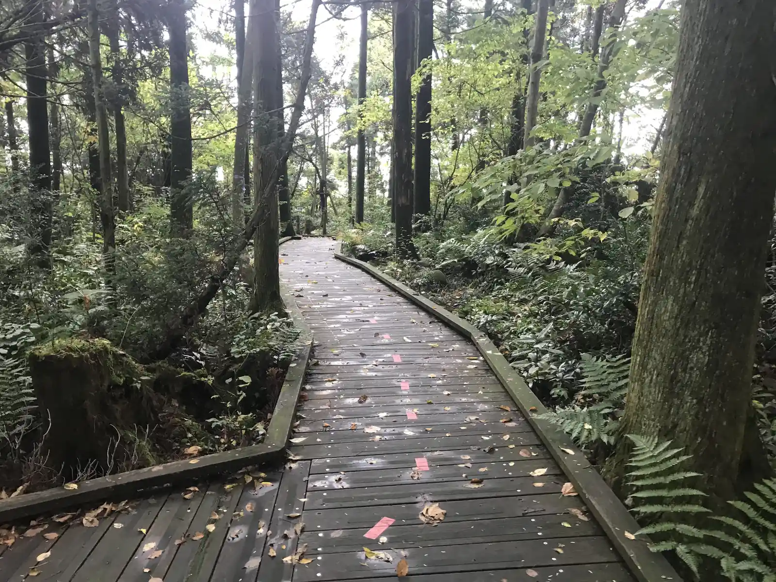 入善町・杉沢の沢スギ林の中の木道