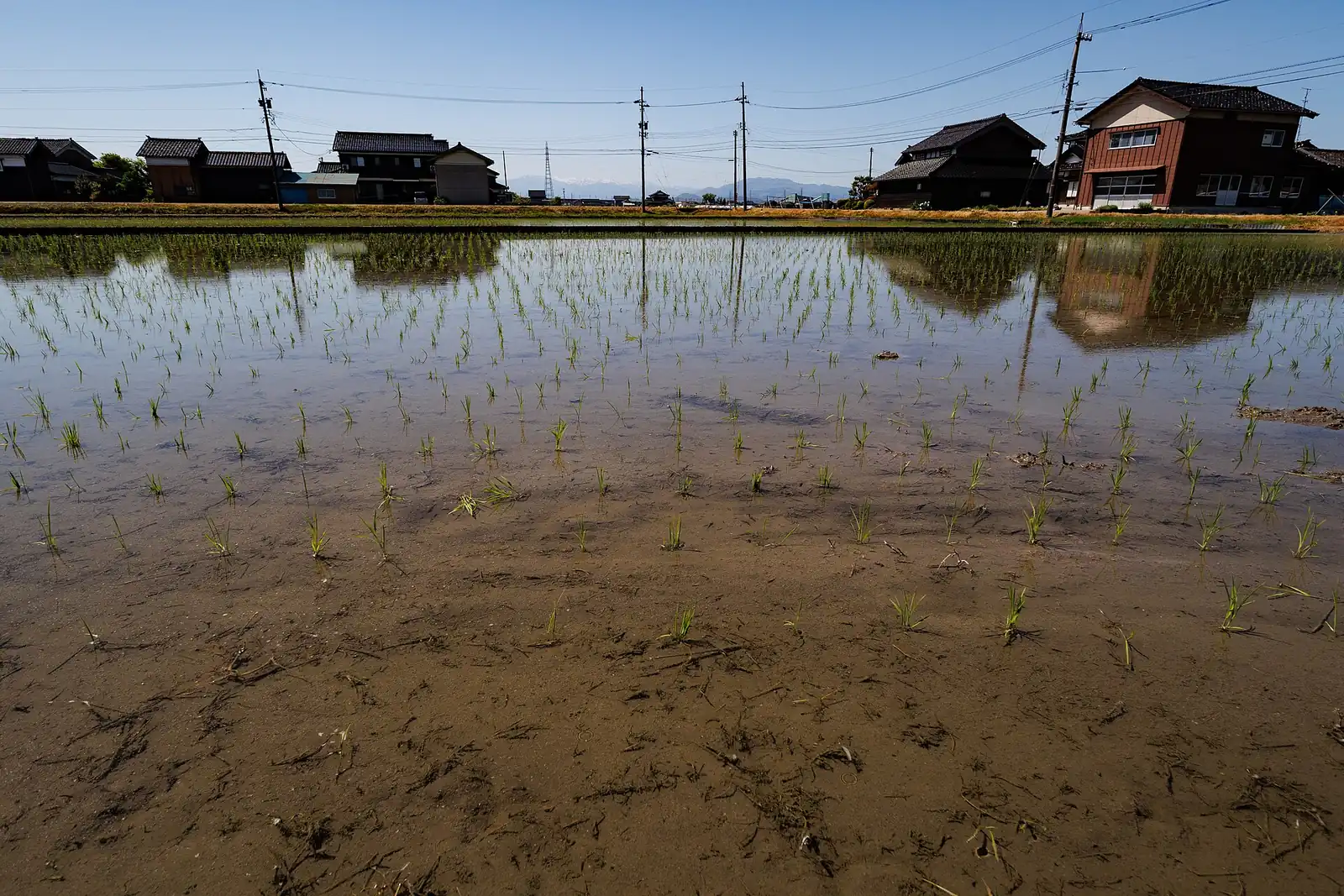 小矢部市石名田、田植え時期の水田越しに見る家並み