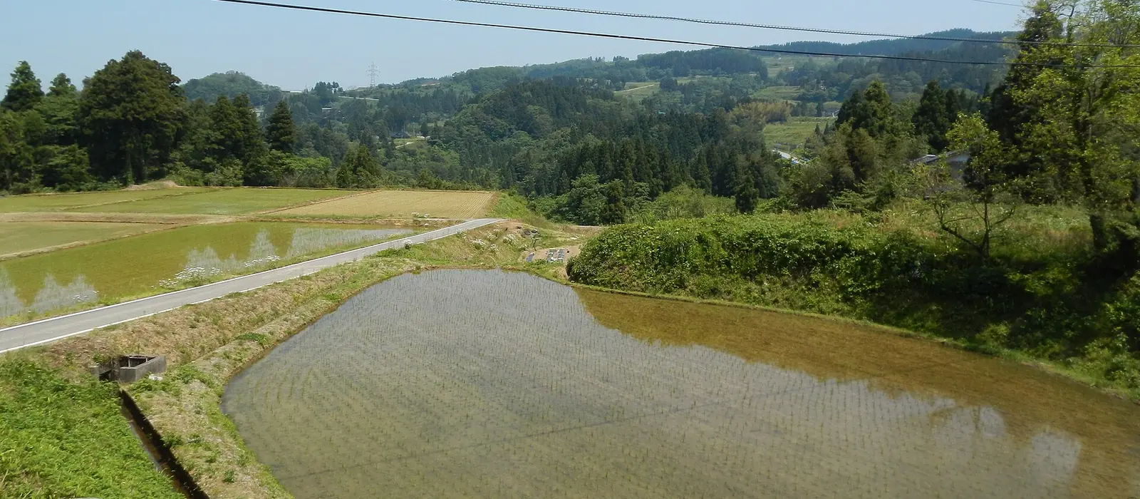 水を張った田の向こうに杉林と雑木の丘が続く砺波市の丘陵地