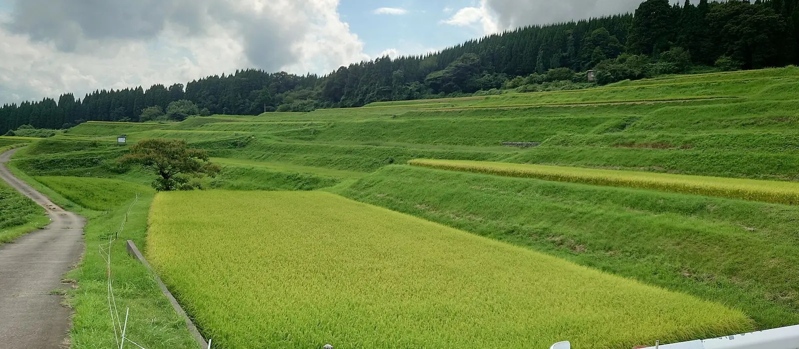 氷見市長坂の棚田。稲の育った田が段になって並び、背後に杉林が続く